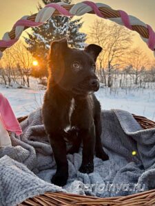 Собака Брют приют Беригиня