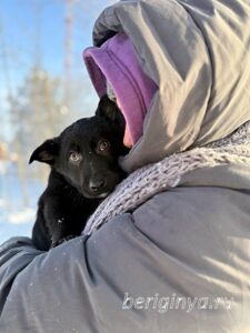 Собака Брют приют Беригиня