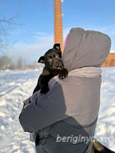 Собака Брют приют Беригиня