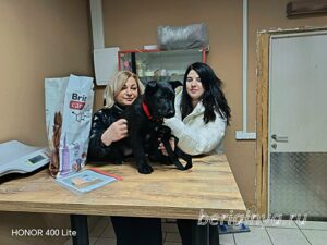 Собака Брют приют Беригиня