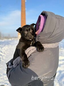 Собака Брют приют Беригиня