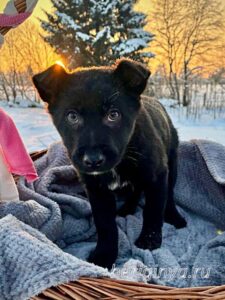 Собака Брют приют Беригиня
