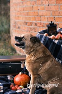 Собака Буся приют Беригиня