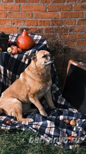 Собака Буся приют Беригиня