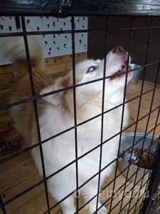 Собака Чан приют Беригиня