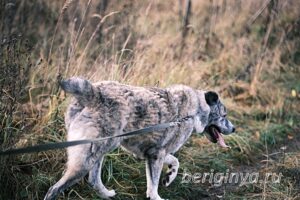Собака Чаплин приют Беригиня