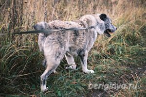 Собака Чаплин приют Беригиня