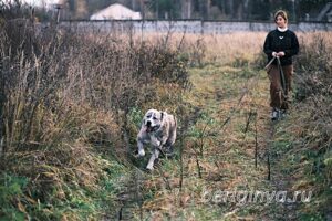 Собака Чаплин приют Беригиня