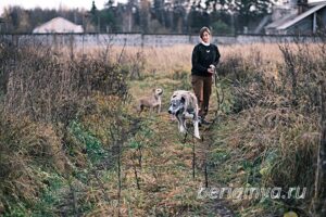 Собака Чаплин приют Беригиня