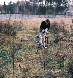 Собака Чаплин приют Беригиня