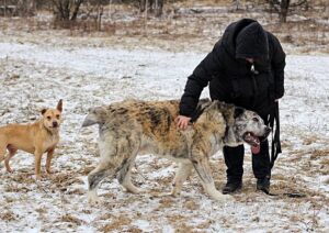 Собака Чаплин приют Беригиня