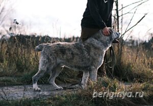 Собака Чаплин приют Беригиня