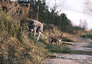 Собака Чаплин приют Беригиня