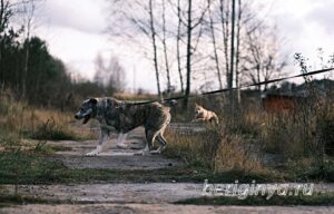Собака Чаплин приют Беригиня