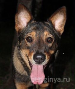 Собака Челси