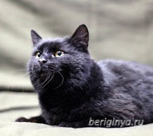 Кот Черныш приют Беригиня