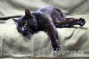 Кот Черныш приют Беригиня