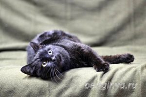 Кот Черныш приют Беригиня
