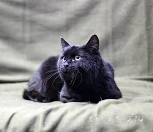 Кот Черныш приют Беригиня