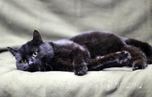 Кот Черныш приют Беригиня