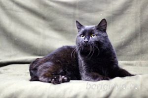 Кот Черныш приют Беригиня