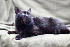 Кот Черныш приют Беригиня