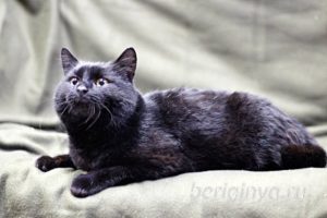 Кот Черныш приют Беригиня