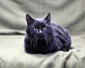 Кот Черныш приют Беригиня