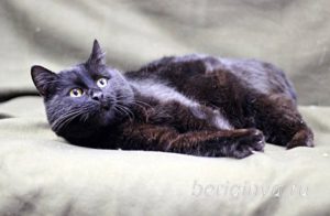 Кот Черныш приют Беригиня