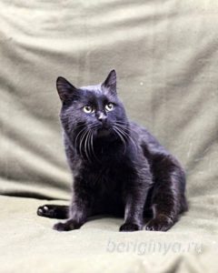 Кот Черныш приют Беригиня