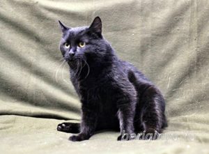 Кот Черныш приют Беригиня