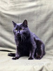 Кот Черныш приют Беригиня