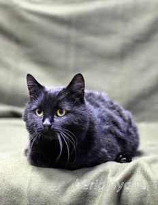 Кот Черныш приют Беригиня
