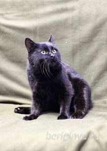 Кот Черныш приют Беригиня