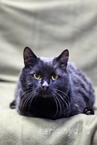 Кот Черныш приют Беригиня