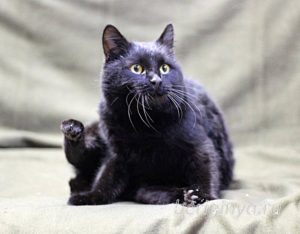 Кот Черныш приют Беригиня