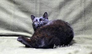Кот Черныш приют Беригиня