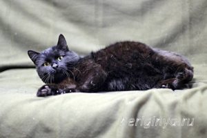 Кот Черныш приют Беригиня