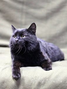 Кот Черныш приют Беригиня