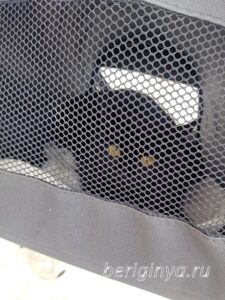 Кот Черныш приют Беригиня