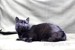 Кот Черныш приют Беригиня