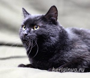 Кот Черныш приют Беригиня