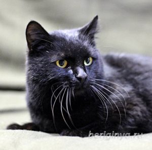 Кот Черныш приют Беригиня