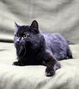 Кот Черныш приют Беригиня