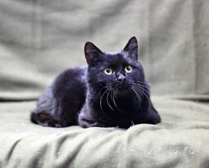 Кот Черныш приют Беригиня