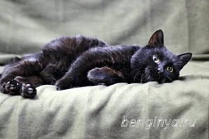 Кот Черныш приют Беригиня