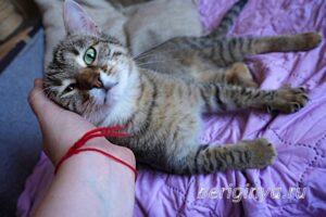 Кошка Дим Димыч приют Беригиня
