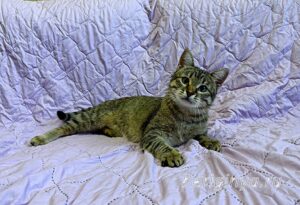 Кошка Дим Димыч приют Беригиня