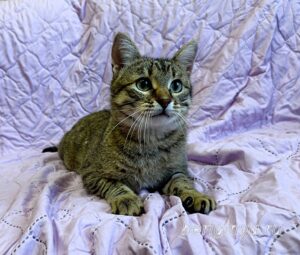 Кошка Дим Димыч приют Беригиня