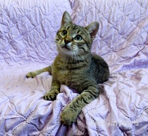 Кошка Дим Димыч приют Беригиня